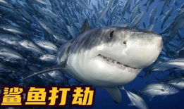 鲨鱼的视频,鲨鱼世界的惊险探秘
