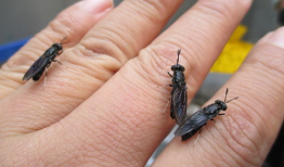 黑水虻养殖技术视频,揭秘高效生态养殖新趋势